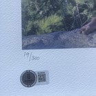 Michael Phelps Signed Autographed Poster Lithograph Usa Olympic Swimmer