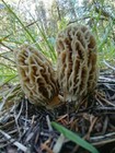 Fresh Morel Mushrooms 1lb Pre-orders