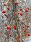 Primitive Farmhouse Fall Bittersweet Branch Teardrop Swag Orange Berry 30 