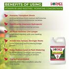 Hormex Vitamin B1   Rooting Hormone Concentrate - Maximize Plant Growth   Health