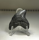 Near 1 5    Very Rare Alopias Palatasi Serrated Thresher Shark Tooth Charleston Sc
