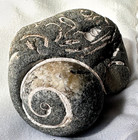 Fossilized Sea Snail  gastropod  Beach Rock  1 9 Ounces 1    X 2    California Coast