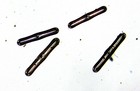 Antique Microscope Slide  Diatoms Pinnularia Grandis By C m topping