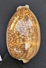Deer Cowry Cypraea Cervus Seashell 118mm N Gulf Of Mx