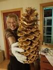 Three 13    14  And 15  Joy s Sugar Pine Cones Free Shipping 