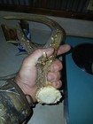 69  Chocolate Canadian Antler