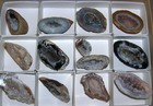 12 Oco Agate Geode Polished Half s M8953