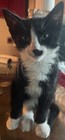 Rehoming Rescue Kittens         2 Tabby  2 Black And Whites  All Girls  Litter Trained