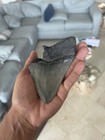 5 3 In Megalodon Tooth 
