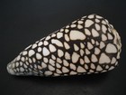Monster   conus Marmoreus W o 103 1mm philippines Seashell