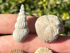 Cute Texas Fossils Bundle Paleontology Christmas Gift Urchins Gastropod Bivalve