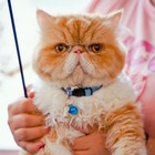 Cat Collars With Bells 12 Pack Reflective-breakaway Safety Buckle Kitten Collar