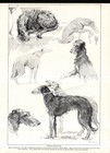 1930s Vintage Scottish Deerhound Print B Branfoot Deerhound Dog Art 6727f