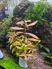 Rotala Rotundifolia Ludwigia Repens Pearl Weed Live Aquarium Plants Freshwater