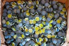 100 Mello-yello Bottle Caps 1960 s -never Used- Nos