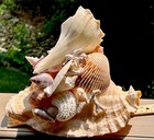 Coastal Shell Sculpture Uniquely Embellished Seaside D  cor Xl 10 5  x 10  Ooak