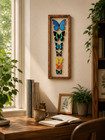 Blue Morpho Butterfly Collection  8 Real Butterflies Gallery Framed With Glass