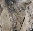Oldest Carboniferous Ginkgo Fossil Insect Damages Ovipostional Egg-laying Scars
