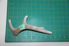 Medium Branched Deer Antler Dog Chew  11   Bone Chews Deer Elk Treats Deer 1102