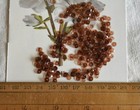 Antique Clear Sequins  Smokey Quartz Brown   4mm  1920s-30s  2g