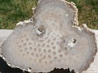 Tcr Petrified Coral Agate jasper lapidary Polished  both Sides  Slab 224 Grams