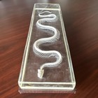 Snake Skeleton Specimen In Clear Acrylic Display Case Reptile Display Case
