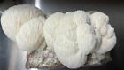 Mushroom Liquid Culture 3-pack  30 Culinary Varieties Available 
