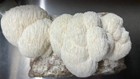 Mushroom Liquid Culture Syringe 10-pack  Mix match