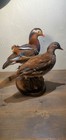 Beautiful Mandarin Duck Pair Full Body Mount Taxidermy  On Driftwood Gorgeus Art