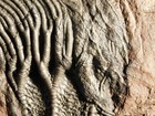 Big  430 Million Year Old  Crinoid Fossil Or Sea Lily Fossil Morocco 1323gr