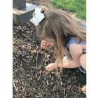 Dewit Junior Planting Trowel  Boron Steel 9 5 In Long Ash Wood Handle
