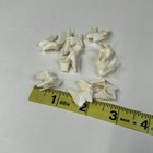 Lot Of 10 Real Coyote Molars Teeth Taxidermy Art Weird Odd Project Unqiue   1333