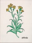 Set Of Nine Vintage Floral Color Prints W german Labeling
