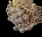        1840 Berlin Iron Silesia Bracelet Germany Antiquity Grapes Cluster  7-8    Rare