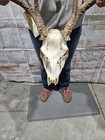 Wild 8 Point Whitetail Deer Antler Rack Horn Skull European Mount 130  Cabin 