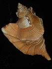 459 Cymatium Raderi W o 230 1mm 594g Top Grading Important Natural Seashell Rare