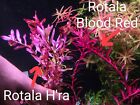 Rotala H ra 5 Stem Pack - Live Plant - Aquarium Plant Freshwater Aquascaping