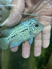 Flowerhorn Gb Cichlid Live Freshwater Tropical Aquarium Fish