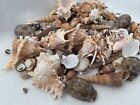 Beautiful Seashells Wedding And Crafting Decor Sea Shell Best Price  Free Ship 
