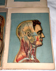Antique 1912 Anatomical Medical Reference Full Color Paper Flip Charts Lot Of 6