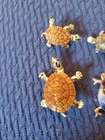 Lot Of 4 Turtle Pins