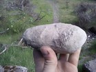 Crab Fossil Concretions Pulalius Vulgaris Washington State 