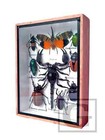 Real Insect Taxidermy Display Framed Box Butterfly Art Decor Gift Collection  08