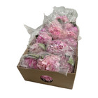 Hydrangea Select Light Pink 10 Stems  Elegant Light Pink Hydrangea For Any Space