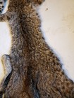 Bobcat Pelt