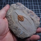 Trilobite Ampyx Lonchodomas Fossil Ordovician Morocco Arthropods