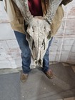 Wild 9 Point Whitetail Deer Antler Rack Horn Skull European Mount Cabin Drop