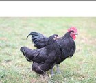 14 Black Jersey Giant Hatching Eggs-pure  Bred