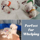 Artilife Whelping Pen For Dogs whelping Box For Small Dogs And Puppies dog Birth
