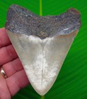 Megalodon Shark Tooth Real Fossil 4 15    No Restorations Sharks Teeth